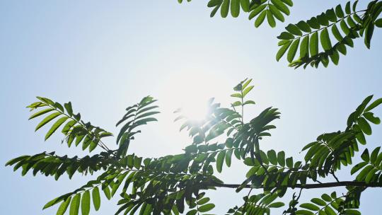 微风吹动的树叶和夏天的阳光慢镜头