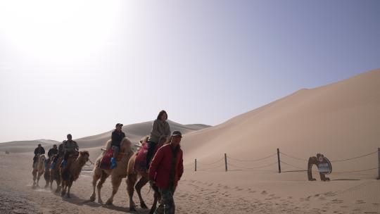 4k拍摄敦煌鸣沙山骆驼