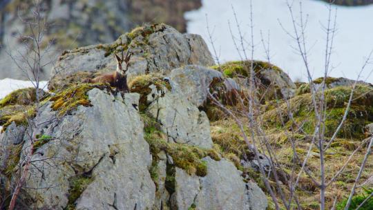 一只羚羊坐在岩石上俯瞰山谷