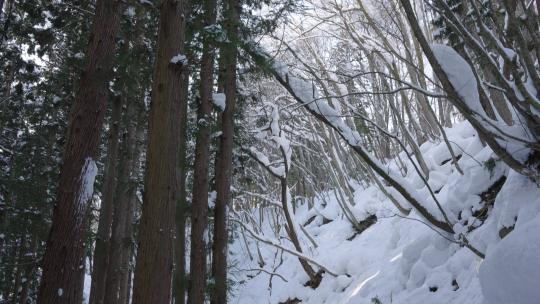 大雪覆盖下的森林小路