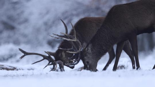 冬季野生公鹿驯鹿森林雪地打斗争斗