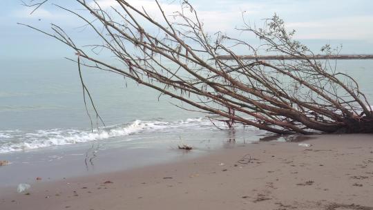 海边一棵树的树干
