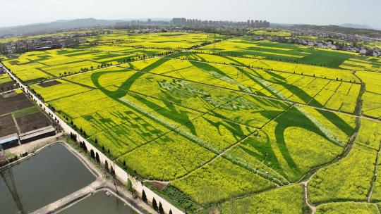 4k高清汉中洋县油菜花海