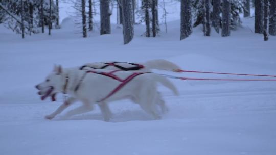 一群雪橇狗在森林里拉雪橇
