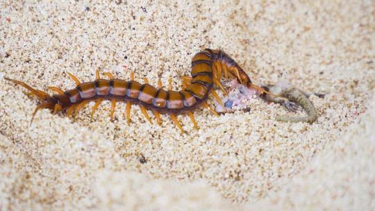 蜈蚣Scolopendra在沙滩上吃壁虎