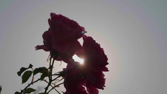 蔷薇玫瑰春天鲜花花开视频素材模板下载