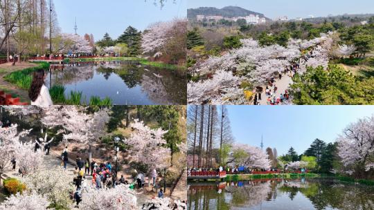 中山公园樱花盛开赏花航拍