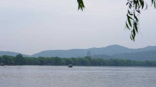 柳树和西湖风景