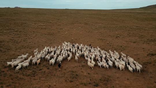 新疆内蒙秋天大草原自然风光羊群放牧