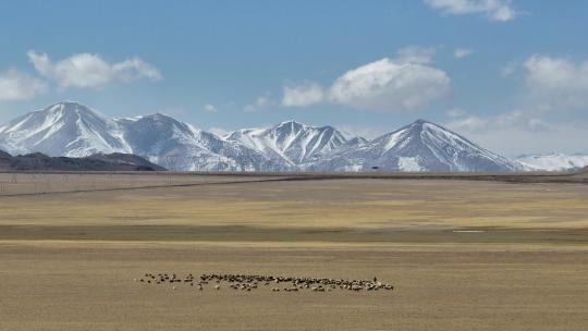 高原雪山下放羊的人高原牧场