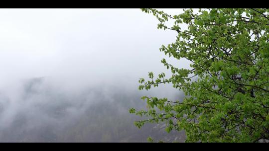 雨后清新空气中的云雾缭绕和绿色