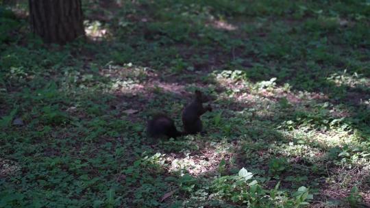 0081松鼠吃松子吃树叶公园绿地自然跑跳