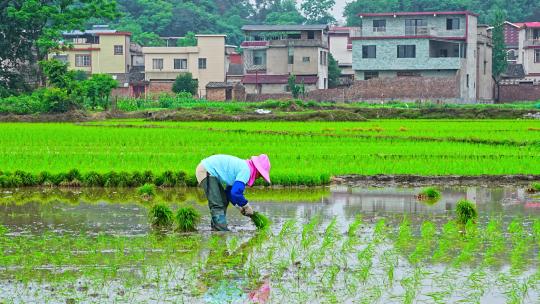 农民插秧水稻种子春天立春雨水芒种小满稻谷