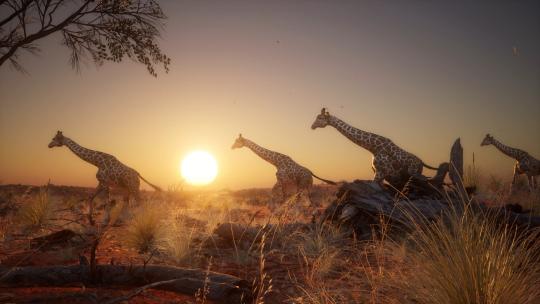 非洲长颈鹿群自然保护区