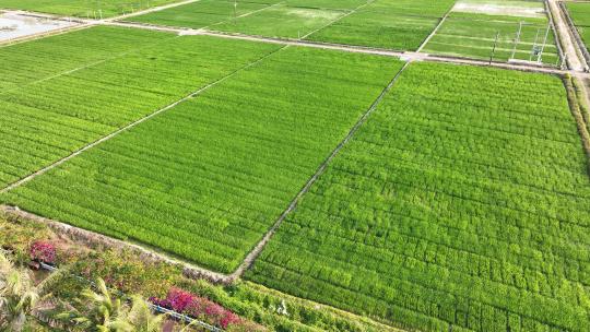 清新稻田系列三