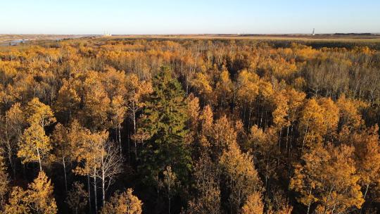 无人机飞向加拿大艾伯塔省中部的一片秋天的大森林。林地的4K航拍镜头