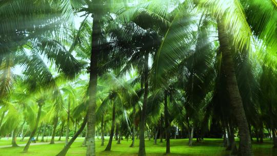 阳光树林 椰林 椰树 椰子树 丁达尔效应