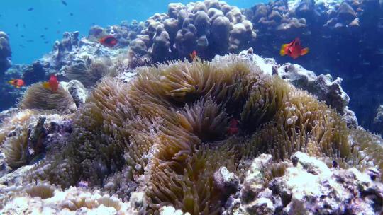 海底珊瑚潜水世界视频素材模板下载