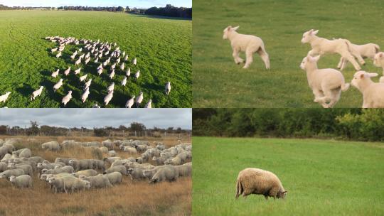 【合集】羊群放牧畜牧业绵羊