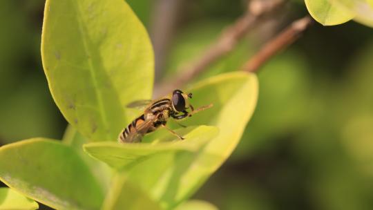 象蜜蜂一样的食蚜蝇