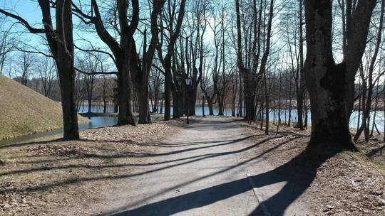 湖中有树的小路
