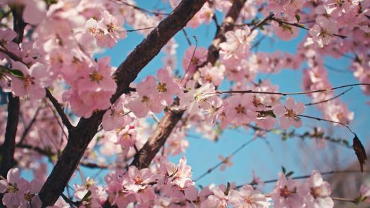 盛开的桃花在春天阳光下
