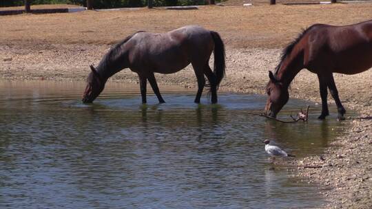 马在池塘里饮水
