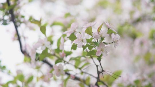 小清新春暖花开自然风光唯美鲜花花朵