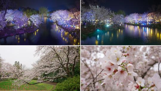 樱花美景高清在线视频素材下载