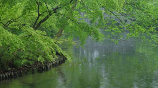 春天杭州花港观鱼阴雨天植物绿色自然