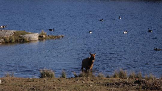麋鹿雌性站在湖里，在离开slomo之前摇晃皮毛上的水，太棒了。