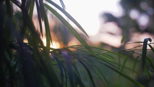 绿叶夕阳氛围镜头视频素材模板下载