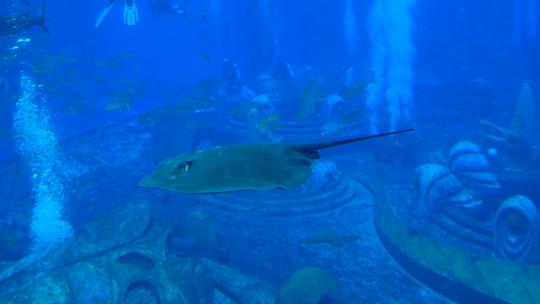 魔鬼鱼 鳐鱼 海洋馆 水族馆 海底世界