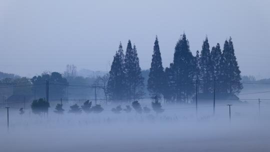 清晨浓雾松树林乡村实拍
