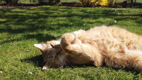 猫在草地上晒太阳
