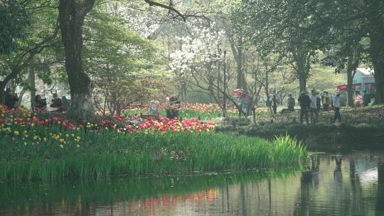 杭州太子湾 小溪边樱花和郁金香盛开