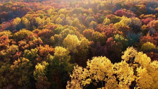 秋天日落时的森林景观
