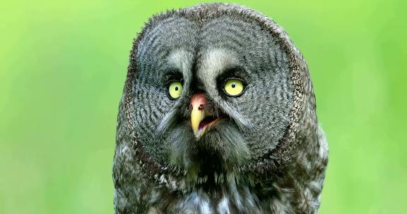 脸型最大的猫头鹰：森林大脸萌猛禽乌林鸮