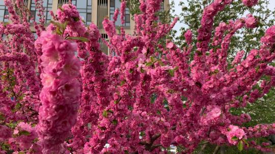 4K粉红色榆叶梅满枝条的花无拘无束开大花球