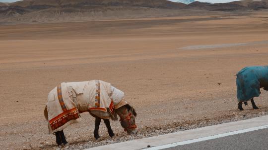 西藏旅游风光寒冷冬季高原马匹身裹棉被