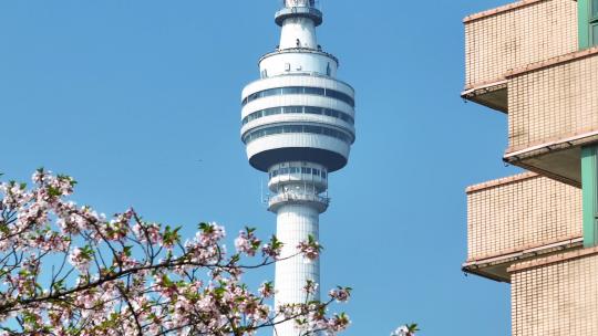 航拍武汉春天城市街景盛开的樱花