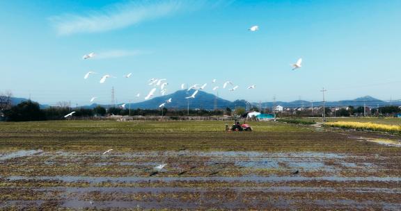 春耕播种粮食生产稻谷农村春天水稻农业耕作高清在线视频素材下载