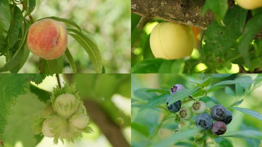 蓝莓 山莓 李子 桃 黄桃 果园采摘拍摄
