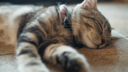可爱的虎斑猫睡觉中