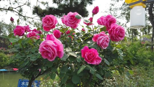 1396 玫瑰花 红玫瑰 花园 花圃种植视频素材模板下载