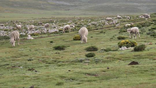 山羊羊群放羊山坡牧羊生态放养
