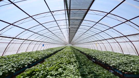 大棚农业研究