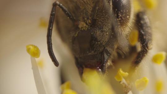 蜜蜂采蜜微距觅食科普展示