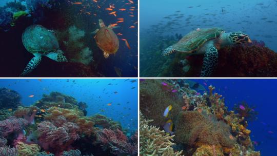 珊瑚海梦幻海底世界1视频素材模板下载