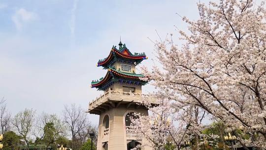 南京樱花树下的励士钟塔古建筑